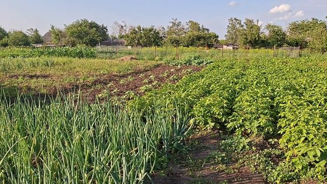 Занимаюсь прополкой на огороде