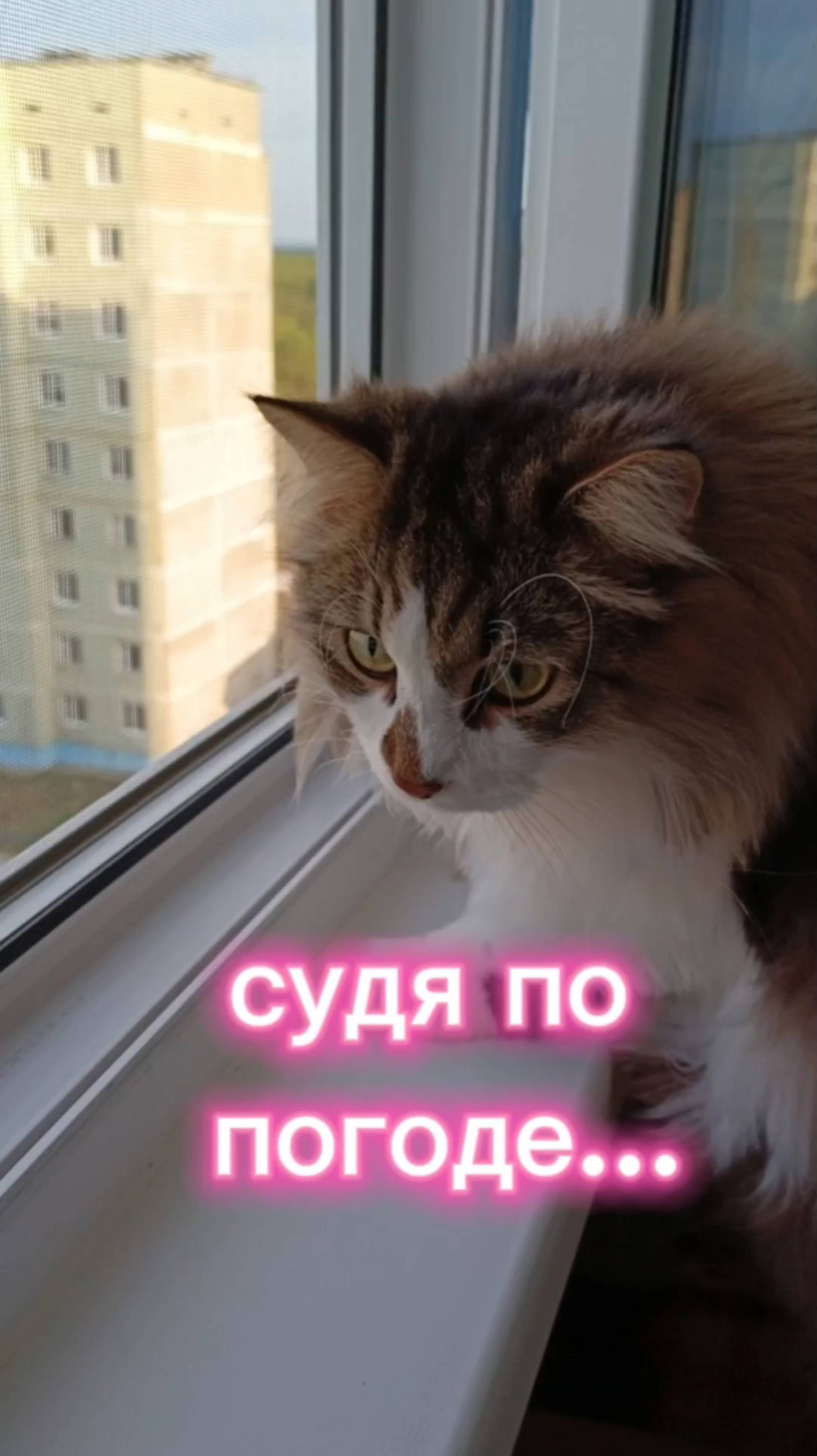 Судя по погоде...😂 Кошки с озвучками