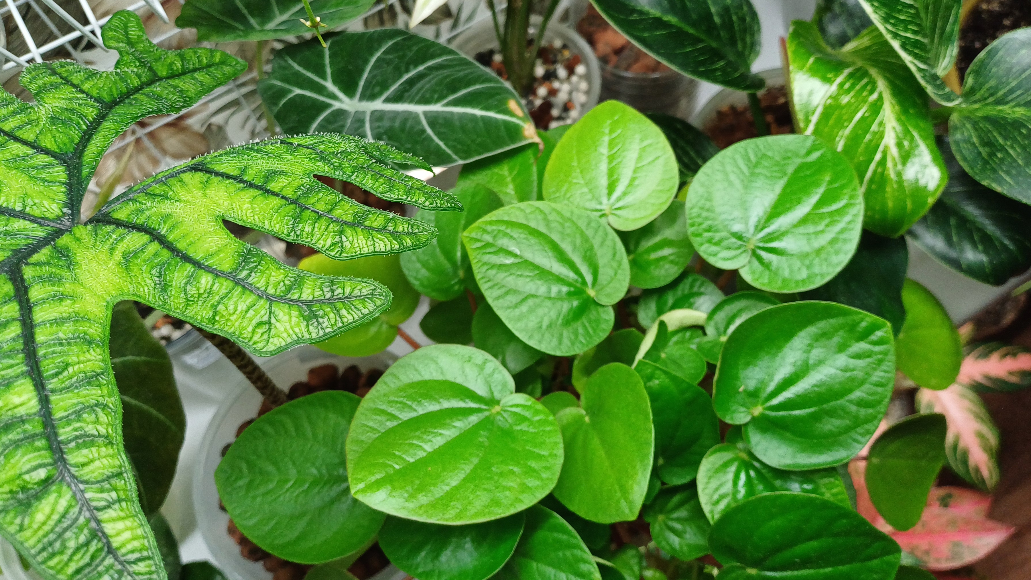 Зачем перевожу растения в керамзит☀️💧🍊 Ответы на Ваши вопросы🌿🌿🌿