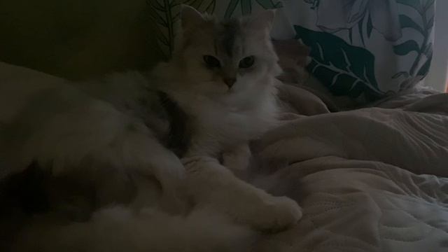 Кото-зефирка: Самый мягкий питомец в мире
