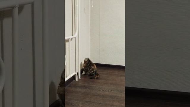 смотреть как наша кошка маленькая смешно прыгает вот и у мора🤣🤣🤣
