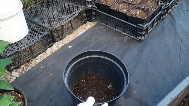 Работа с осмокотом.Мульчирование 09.06.25