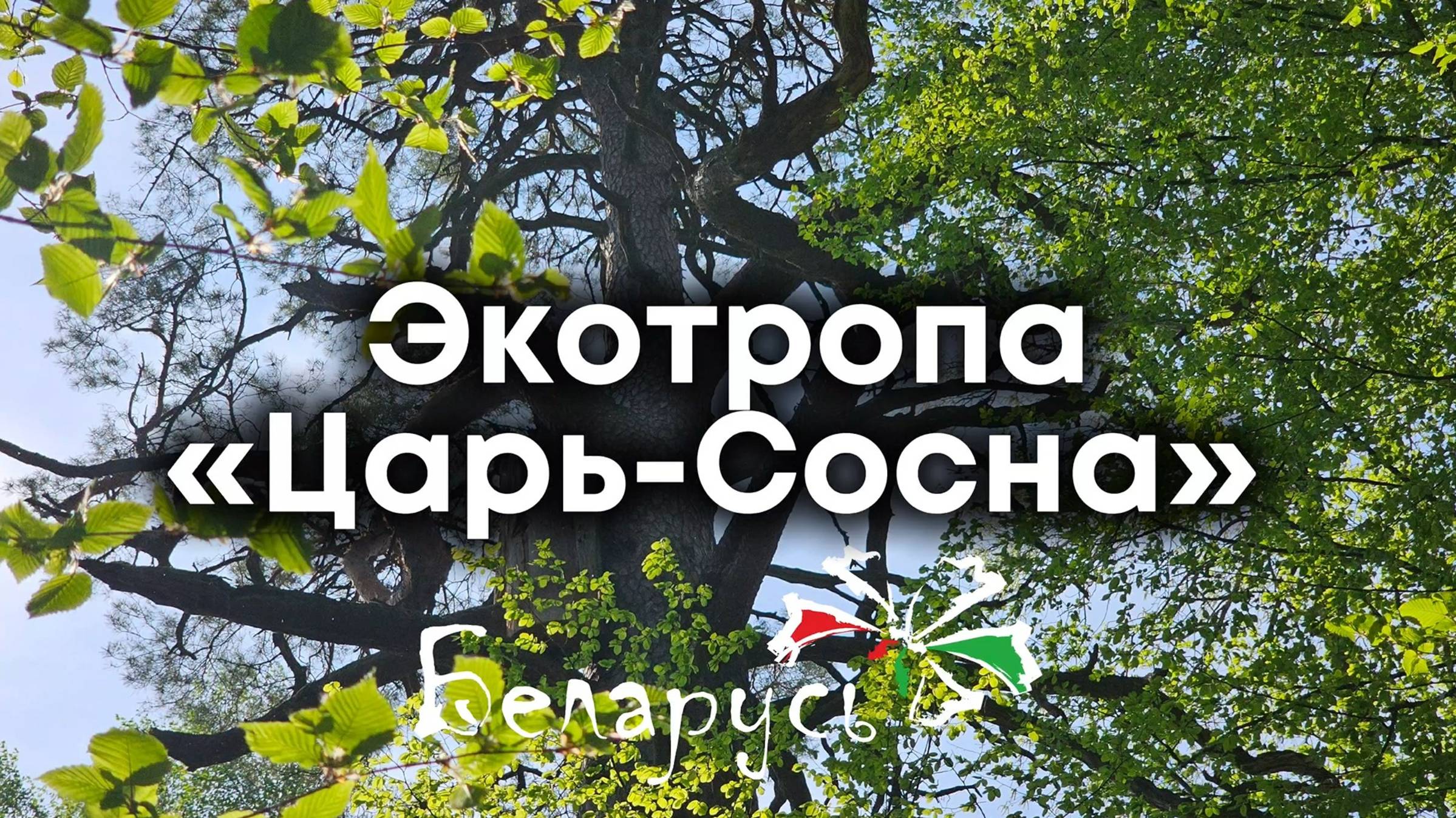 Едем в Беларусь: экскурсия «Царь-Сосна» в Национальном парке «Припятский», г. Туров