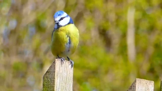 Очаровательные животные: красота природы в каждом кадре ч.8