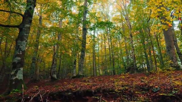 Красота в деталях: удивительные особенности самых красивых животных