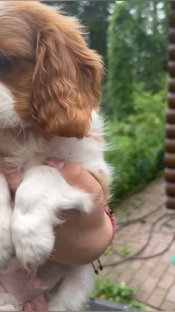 📞+7 916 659-12-28 Щенки 🐶🧿 Кавалер Кинг Чарльз спаниель
