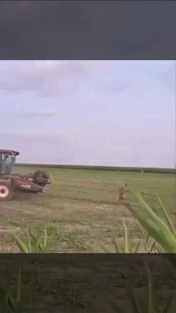 ухилянт гоняется на комбайне за НАТОвским ТЦКашником