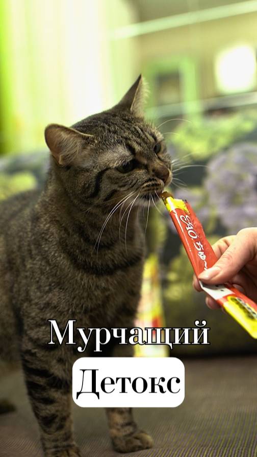 🍧Вкусная Польза для Котов и Кошек!