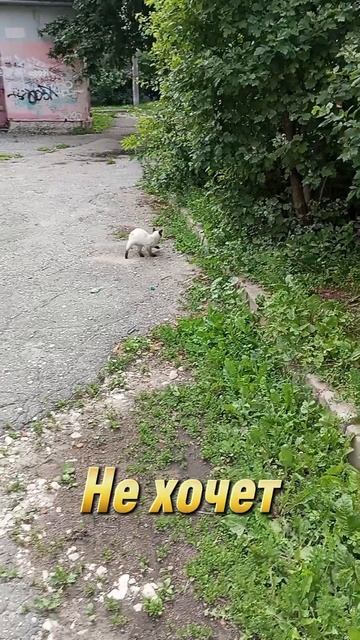 Прикольный котёнок