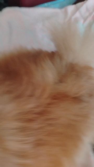 1000000365.mp4
