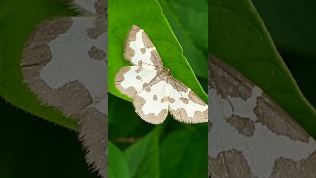 Пяденица окаймлённая, или пяденица каёмчатая (Lomaspilis marginata)