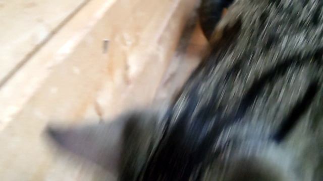 работник котик
