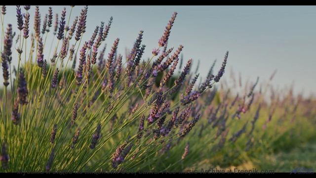 Эта музыка - причина, по которой вы свернули на ту просёлочную дорогу - Life And Times -- Chad Crouc