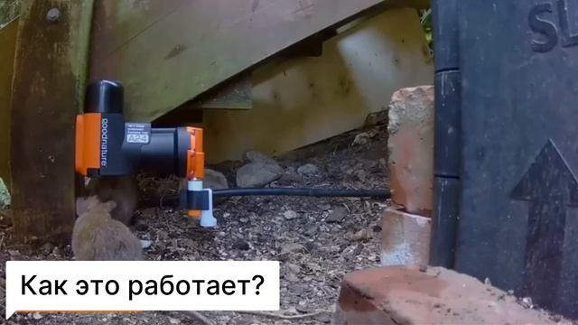 Как уничтожить крыс и мышей быстро и без химии?