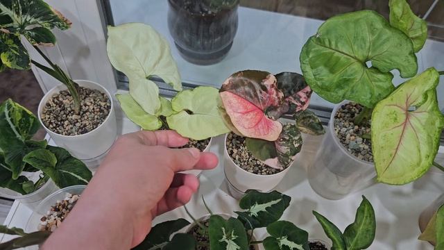 #Цветохобби
мои сингониумы обзор
