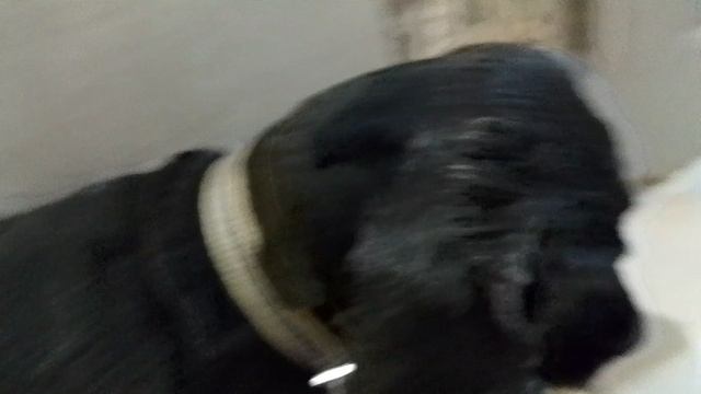 обзорчик животных