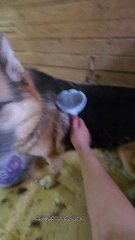 Чесать не перечесать