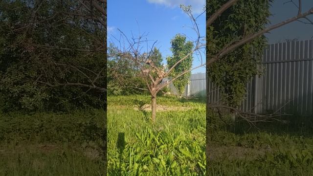 Как избавить огород от насекомых. Нужно всего то насыпать пшена в кормушку и птицы со всей округи бу