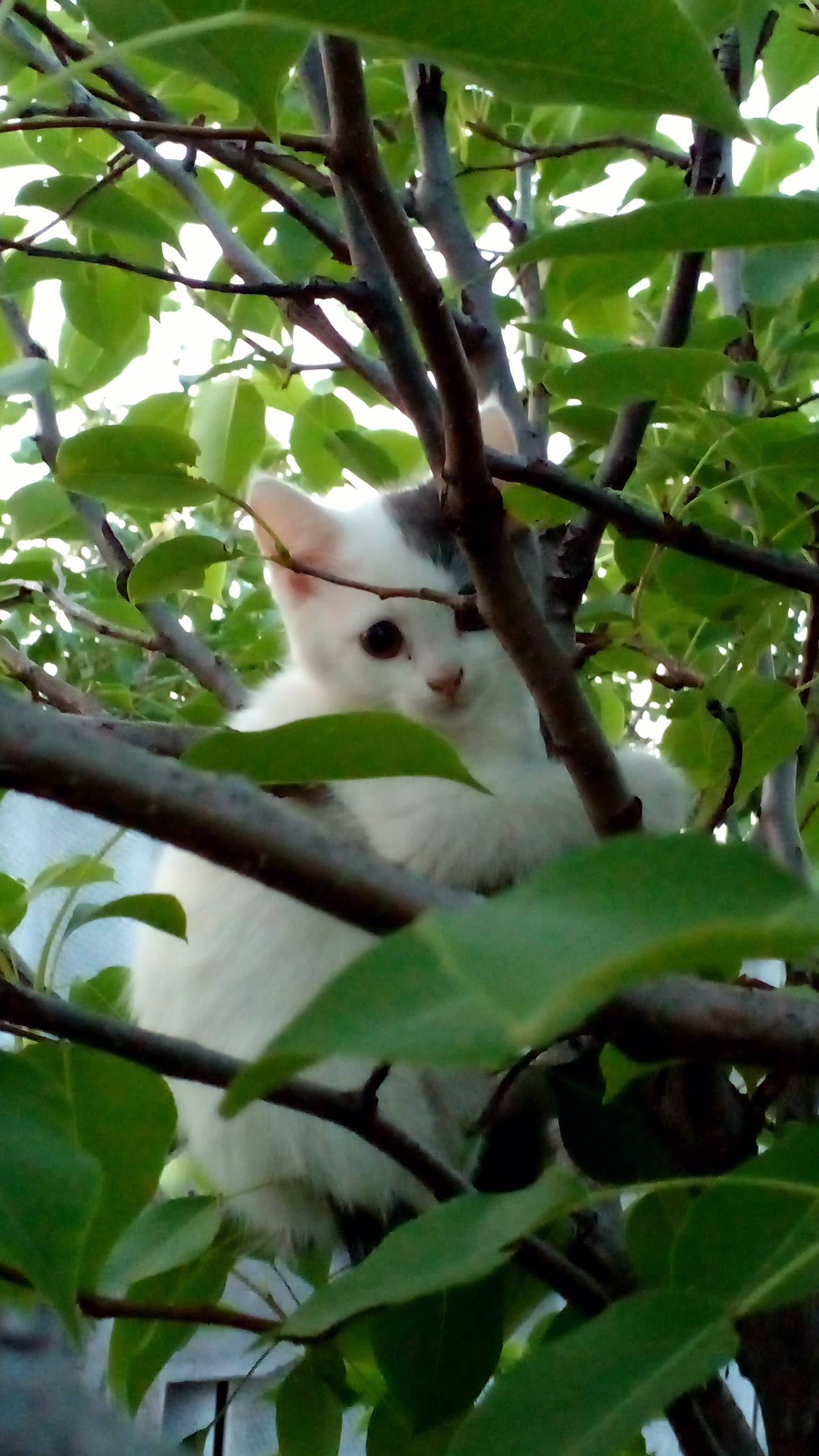 Любопытный котёнок