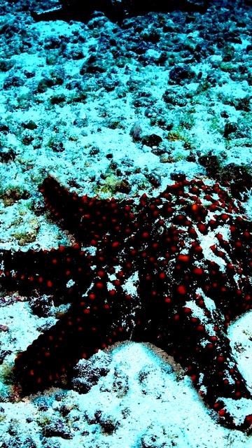 Камера зафиксировала эмоции