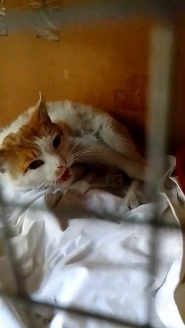 Котик Макс в таком состоянии