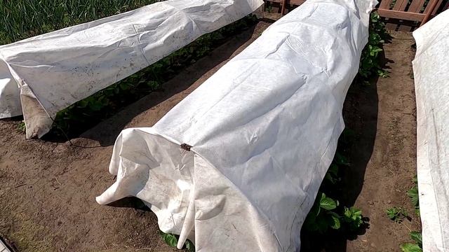 Работы с клубникой в жаркую погоду