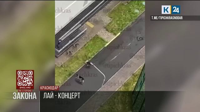 Стая агрессивных бездомных собак поселилась возле школы № 102 в Краснодаре