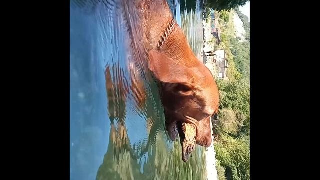 Венгерская Выжла на реке Сочи