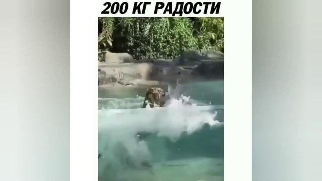Мега приколы 60