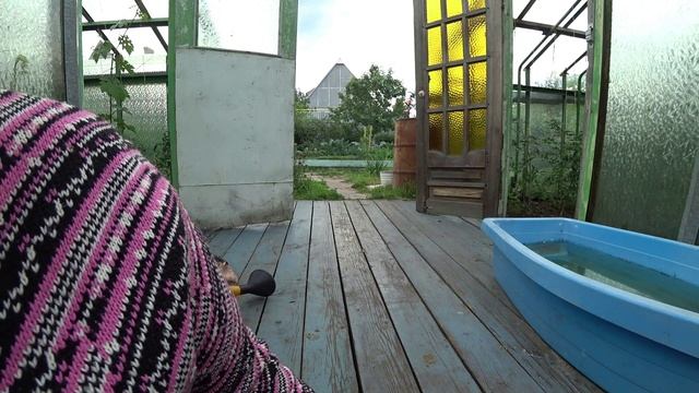 Тля. Как бороться?