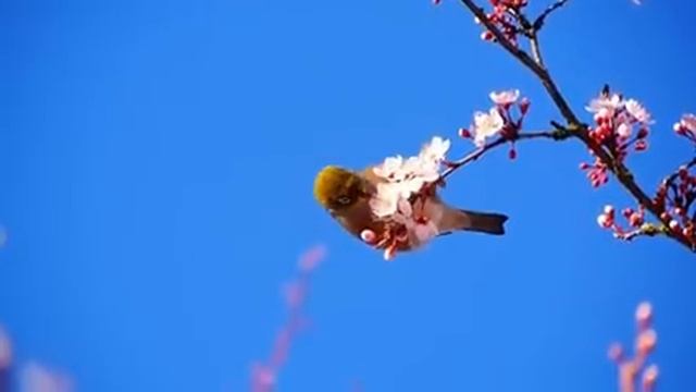 Самые красивые животные на планете: обзор удивительных созданий ч.26