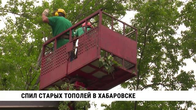 Спил старых тополей в Хабаровске