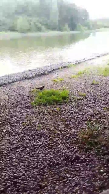 голубь гуляет у водоема