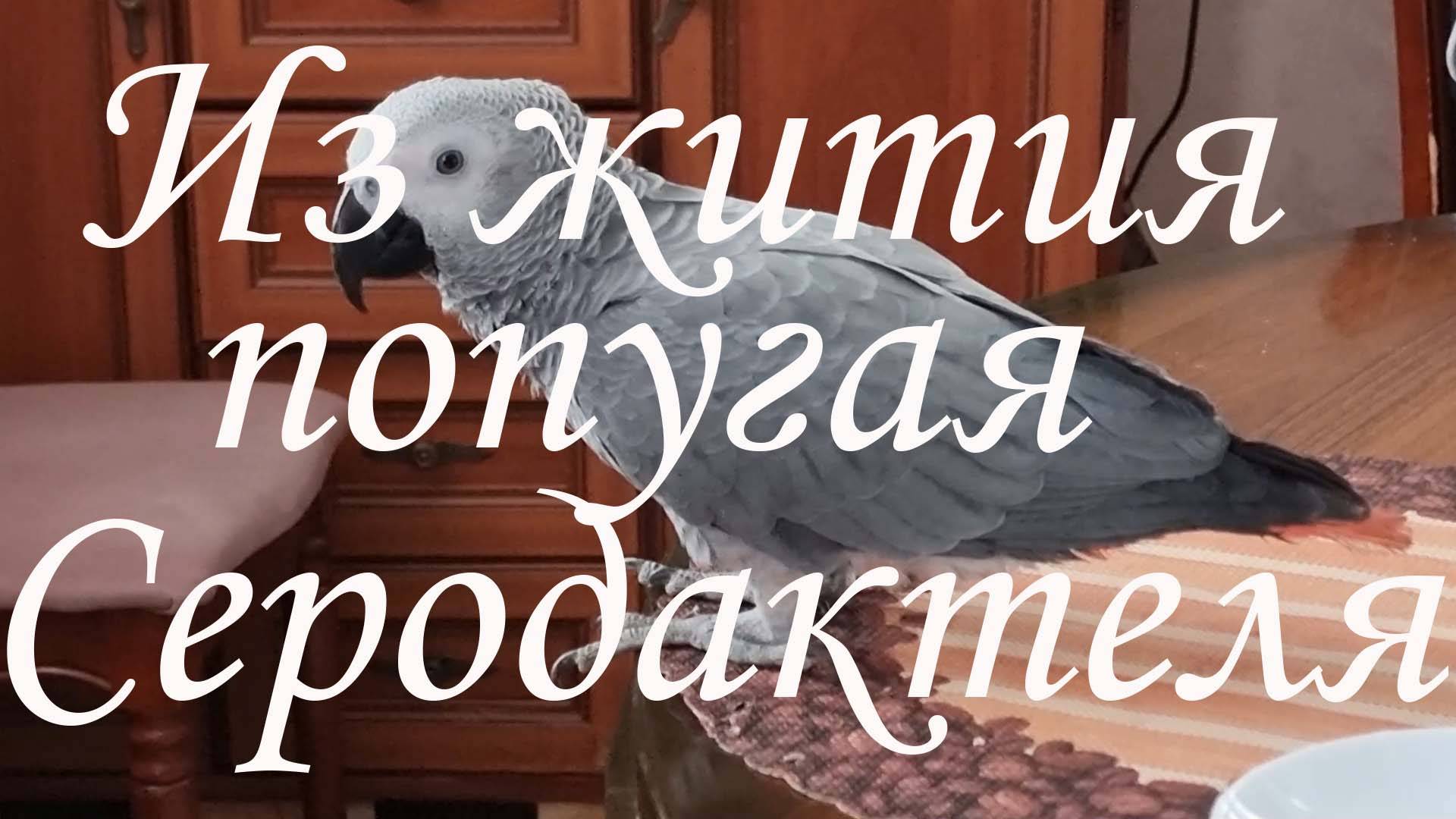 Из жития попугая Серодактеля.