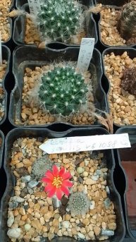 Кактус Ребуция Сенилис (Rebutia Senilis)
