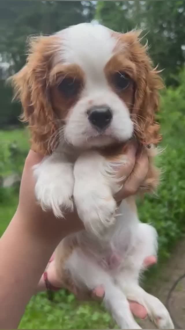 📞+7 916 659-12-28 Щенки 🐶🧿 Кавалер Кинг Чарльз спаниель