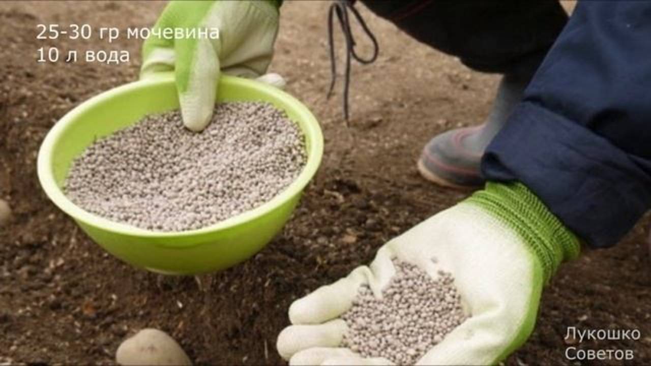 Подкормка Картофеля для Увеличения Урожая Чем Удобрять Картошку? Подкормка Картофеля