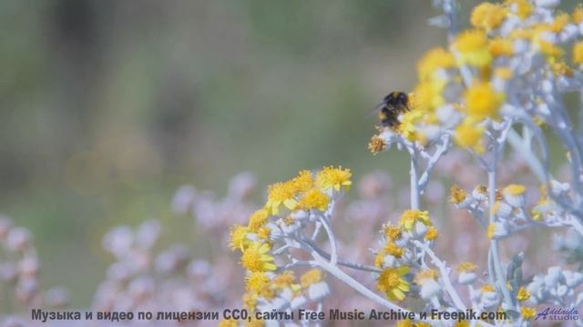 Погружение в природу становится полным благодаря мелодии - Catch and Release -- Satellite State -- C