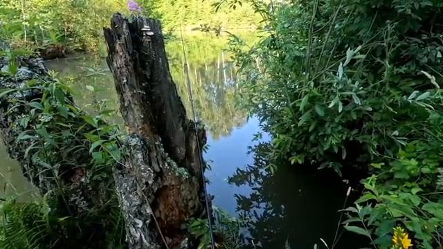 Крупный улов в корягах гнёт удочку и рвёт снасти.