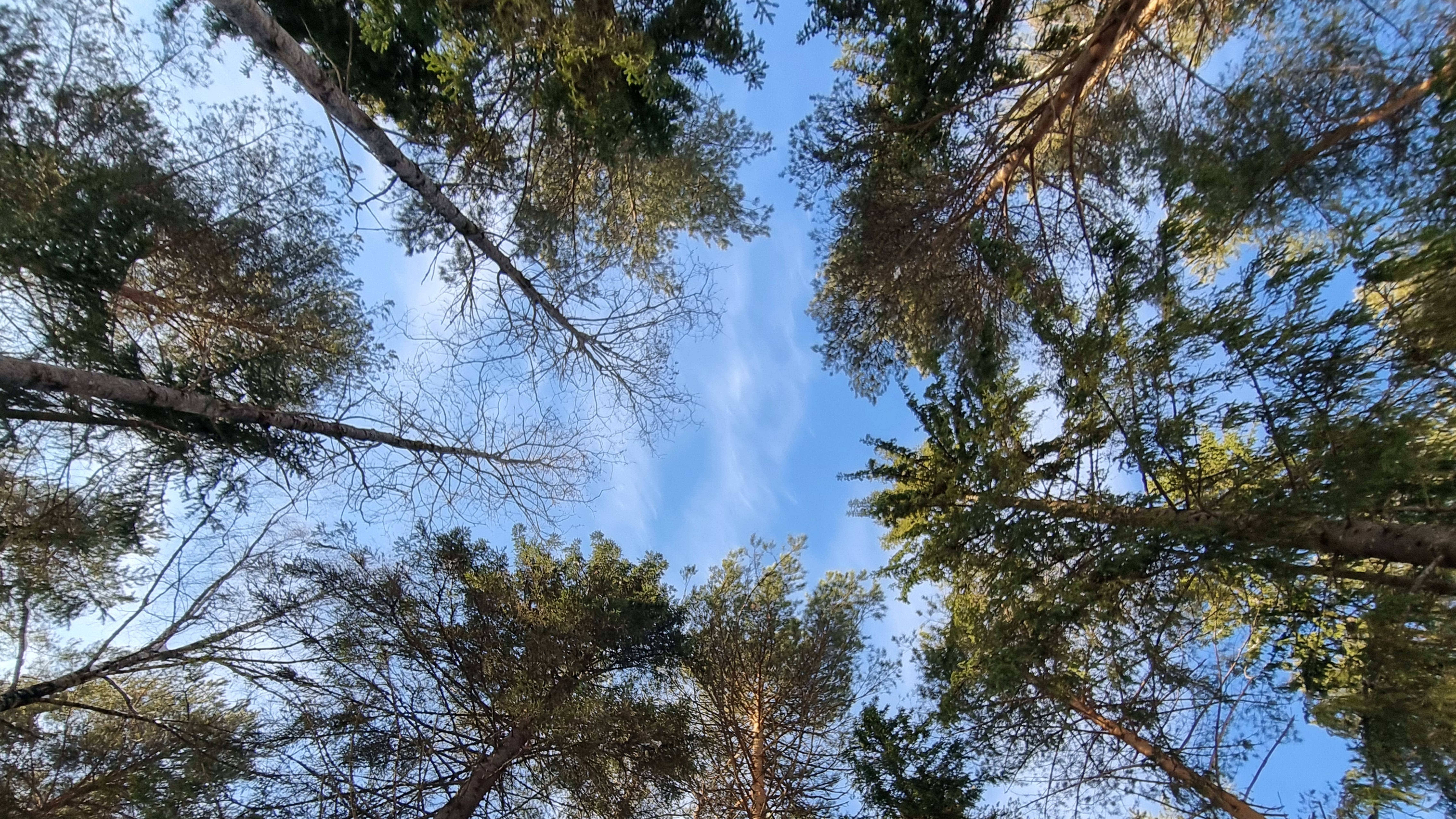 Ели🌲