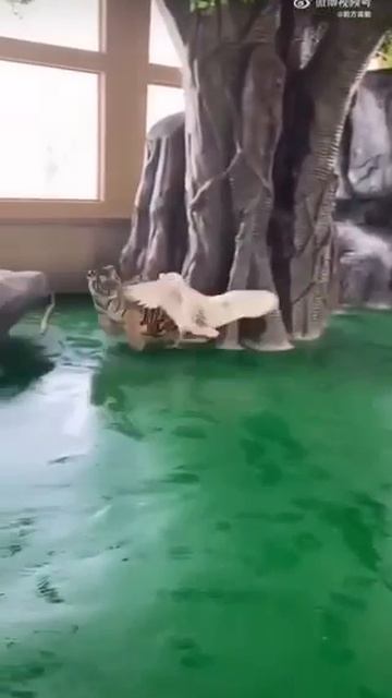 Мирного решения не будет