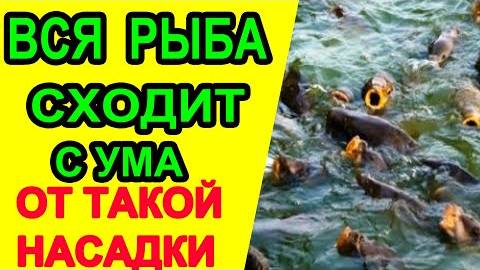 Секретная насадка на рыбалку 2025 — рыба сходит с ума! Проверено на леща, карася и карпа