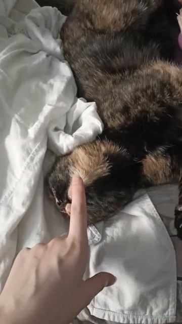 Мейни боксер