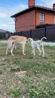 Салюки мальчик и девочка