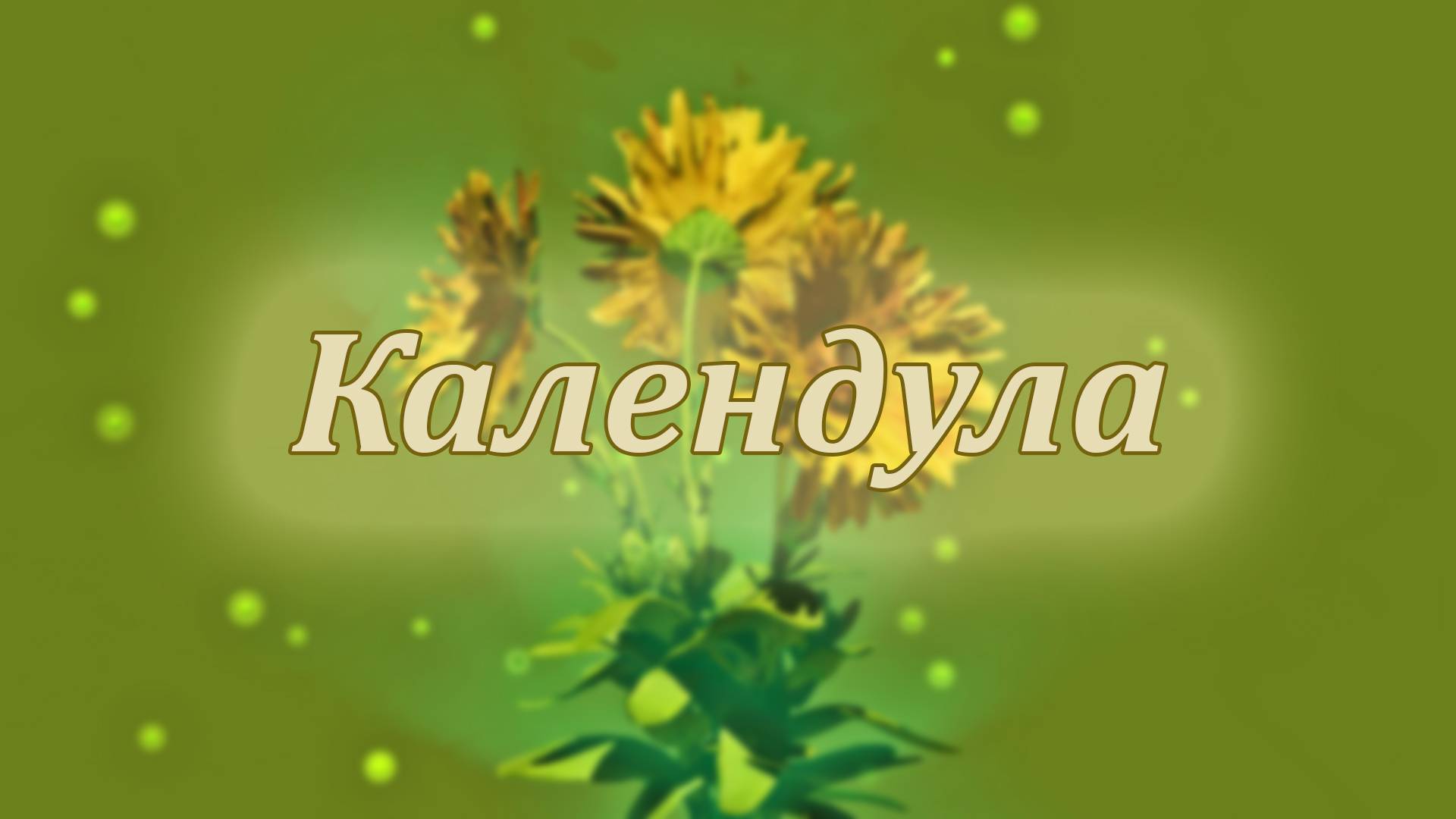 Календула: целебные свойства и применение