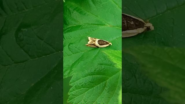 листовёртка (Ancylis badiana)