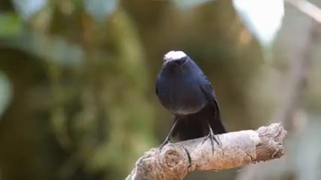 Самые красивые животные на планете: обзор удивительных созданий ч.6