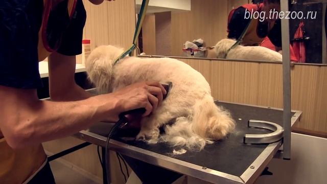 Груминг пекинеса, стрижка пекинеса, стрижка лап у пекинеса, видео стрижки пекинеса