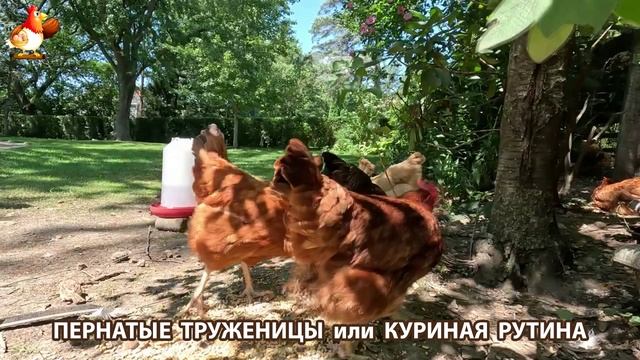 Куры несушки свободного выгула и их обычная куриная рутина – эпизод (459)