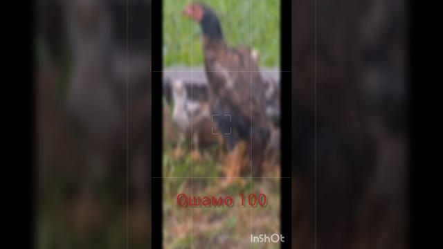 Ошамо 100